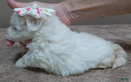 Maltese dogs for sale: Empress - Image 3