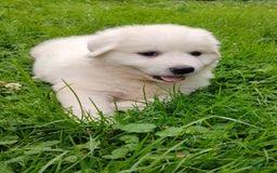 Great Pyrenees dogs for sale: Holly - Image 8
