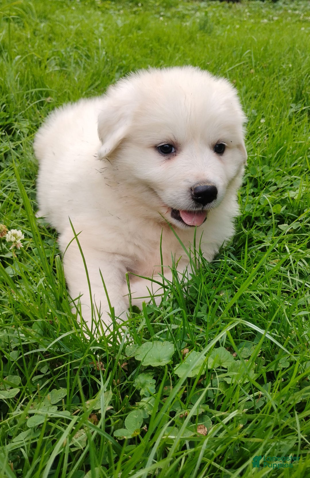 Great Pyrenees dogs for sale: Holly - Image 8