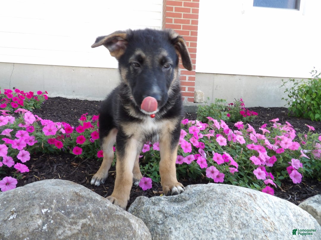 German Shepherd dogs for sale: Zack - Image 1