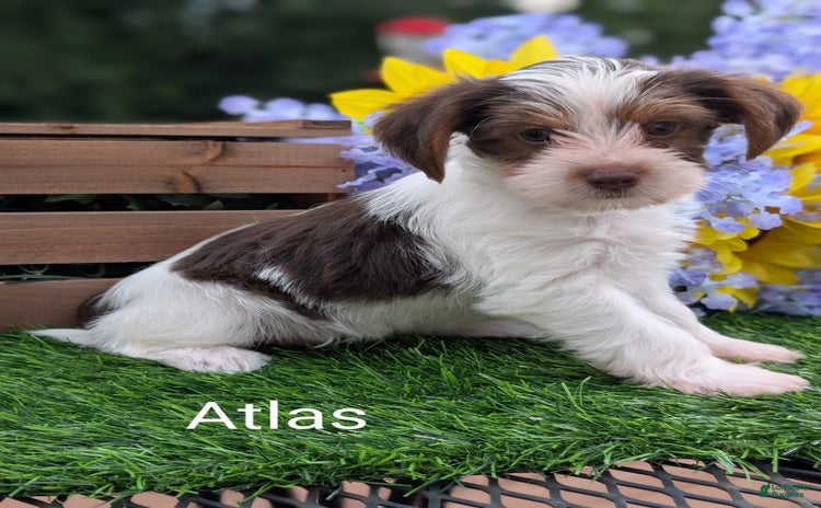 Yorkshire Terrier dogs for sale - Ad 2