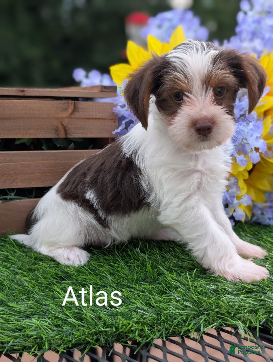 Yorkshire Terrier dogs for sale: Atlas - Image 1