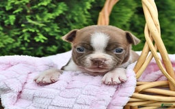 Boston Terrier dogs for sale: Faith - Image 4