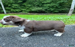 French Bulldog dogs for sale: Graunia - Image 1