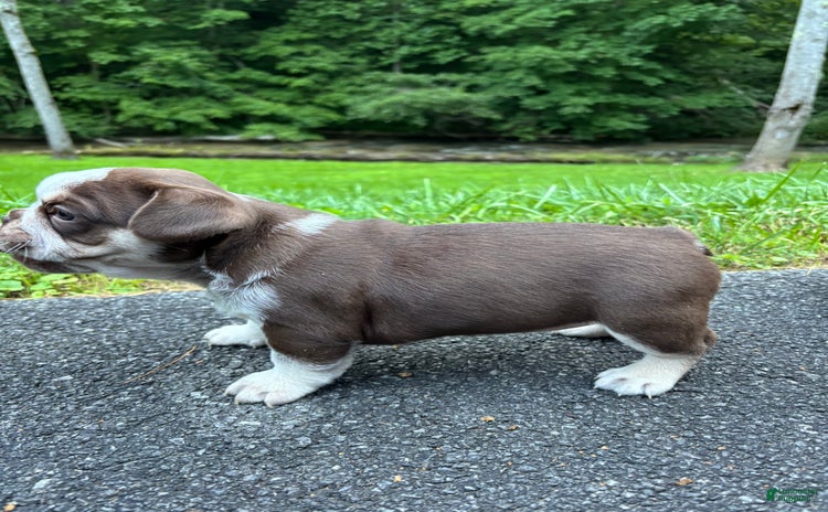 French Bulldog dogs for sale - Ad 5