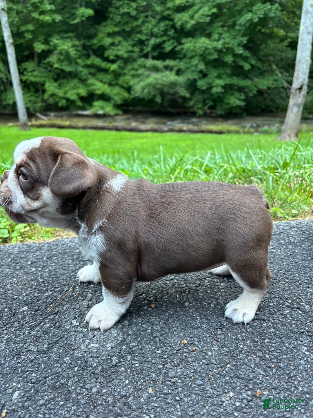 French Bulldog dogs for sale: Graunia - Image 1