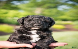 Goldendoodle dogs for sale: Jeneva - Image 3
