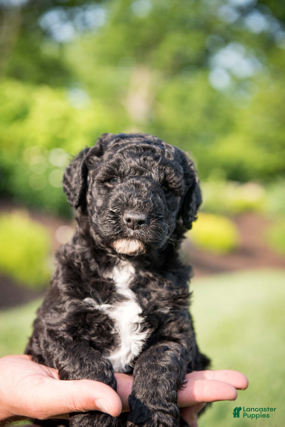 Goldendoodle dogs for sale: Jeneva - Image 3