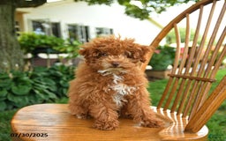Toy Poodle dogs for sale: Evie - Image 2