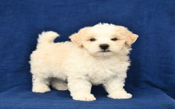 Shihpoo dogs for sale: Jake - Image 1