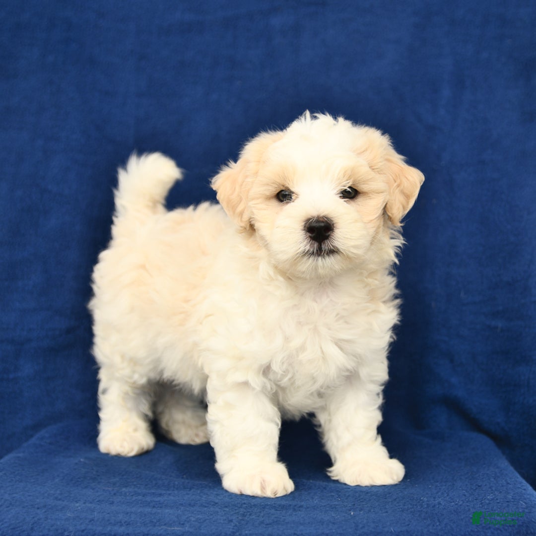 Shihpoo dogs for sale: Jake - Image 1