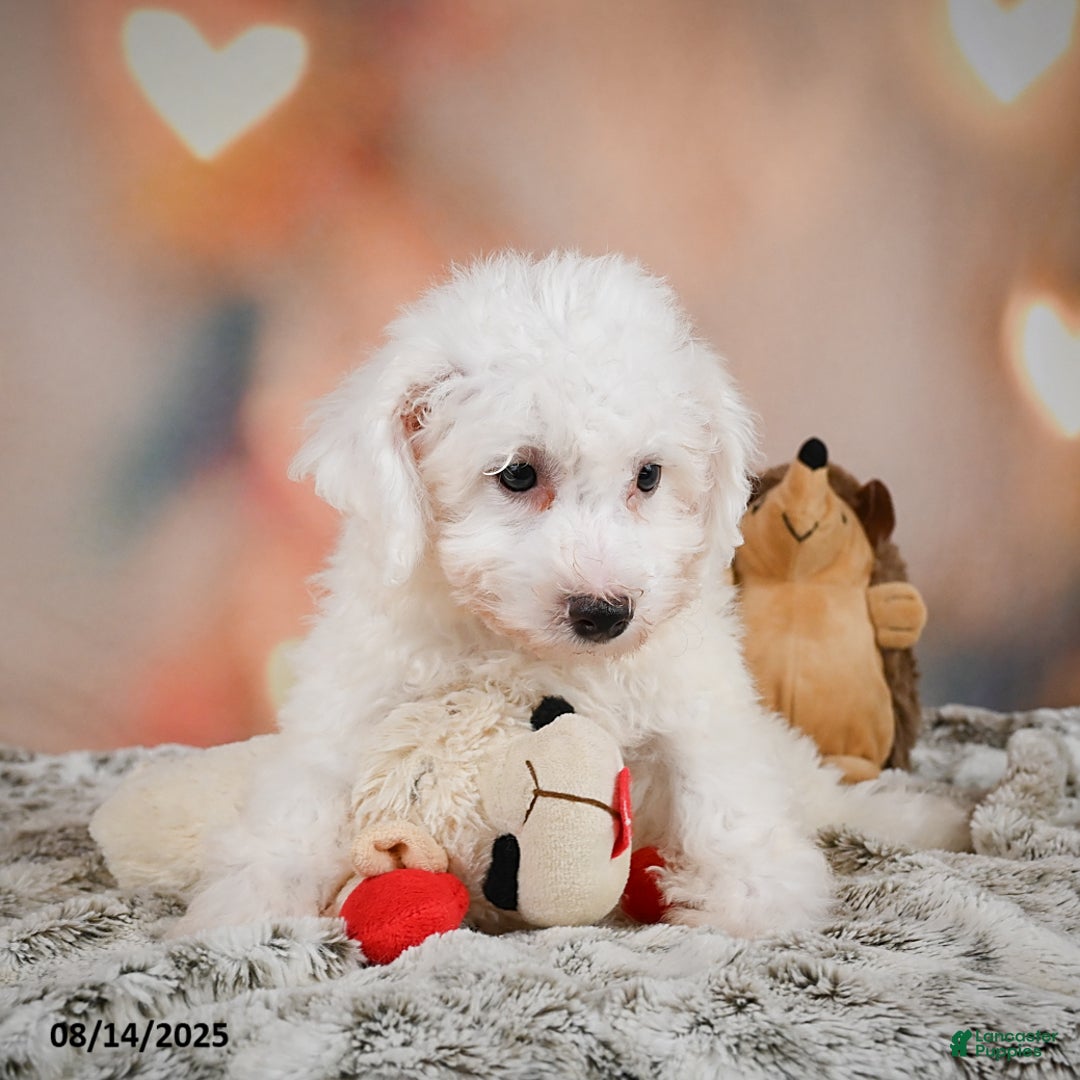 Bichon Frise dogs for sale: Bendict - Image 8