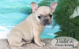 French Bulldog dogs for sale: French Bulldog 6 puppies - Image 7