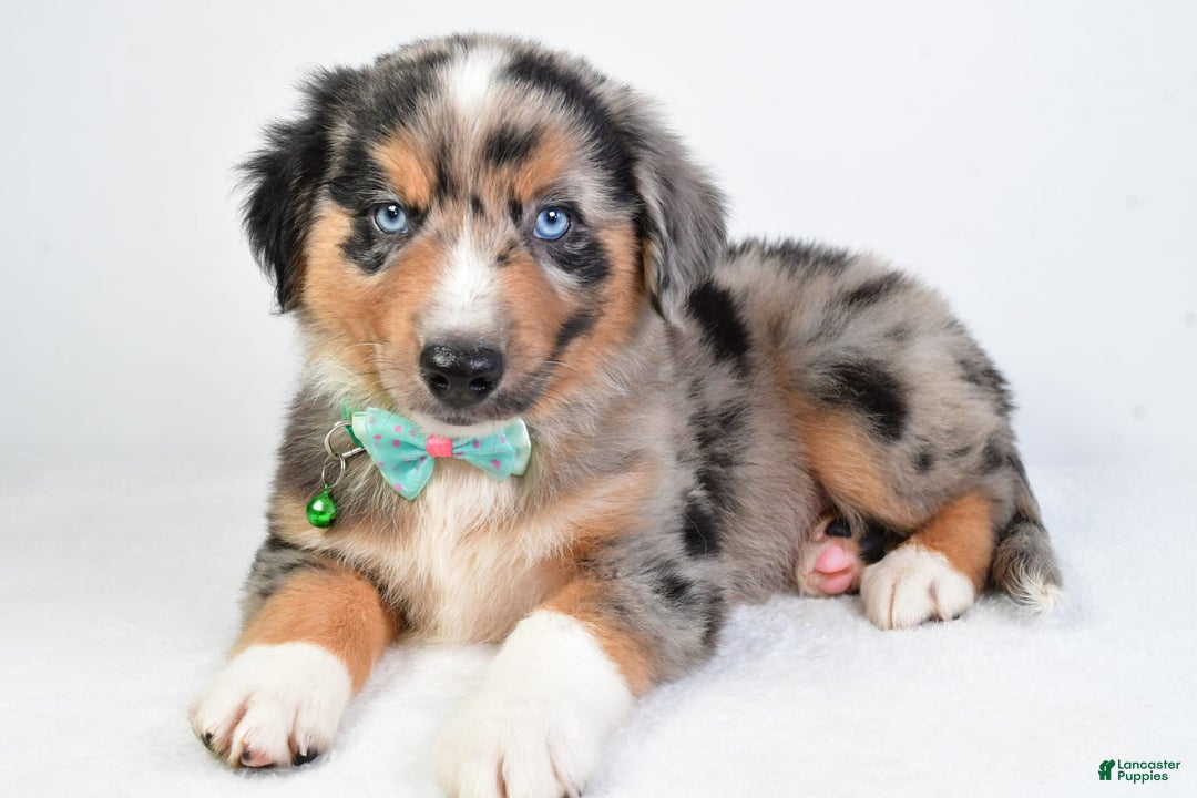 Miniature Australian Shepherd dogs for sale: Skylar - Image 1