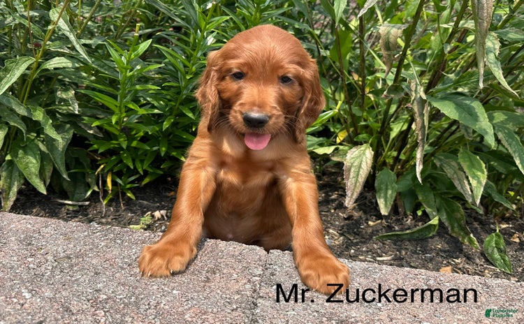 Irish Setter dogs for sale - Ad 3