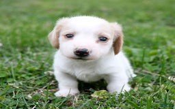 Miniature Dachshund dogs for sale: Precious - Image 3