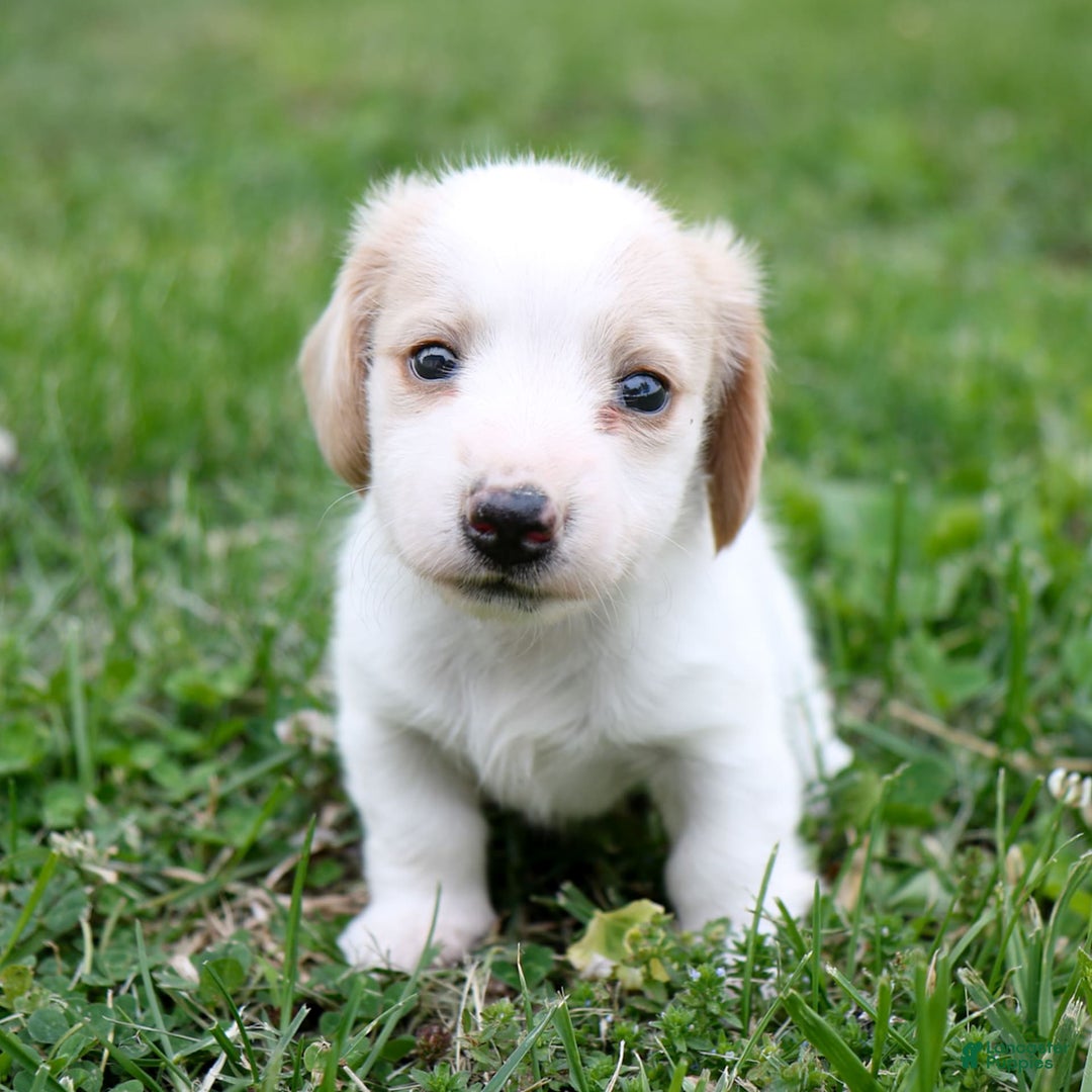 Miniature Dachshund dogs for sale: Precious - Image 3