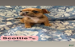 American Bully dogs for sale: Scottie - Image 1