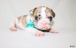 French Bulldog dogs for sale: Zeus Akc - Image 19
