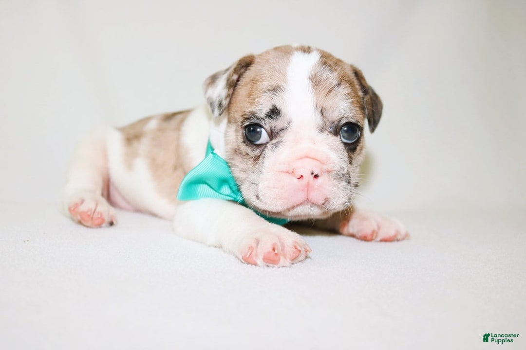 French Bulldog dogs for sale: Zeus Akc - Image 19