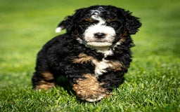 Mini Bernedoodle dogs for sale: Ozzy - Image 6