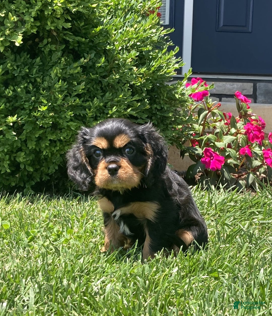 Cavalier King Charles Spaniel dogs for sale: Boomer - Image 7