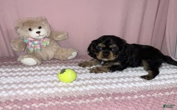 Cavalier King Charles Spaniel dogs for sale: Ranger - Image 1