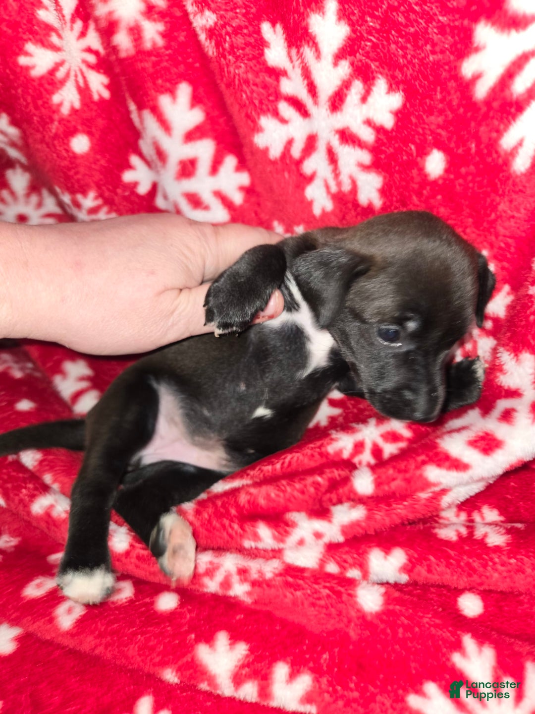 Chihuahua dogs for sale: Black Girl 2 - Image 1
