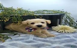 West Highland Terrier dogs for sale: Jordan - Image 3