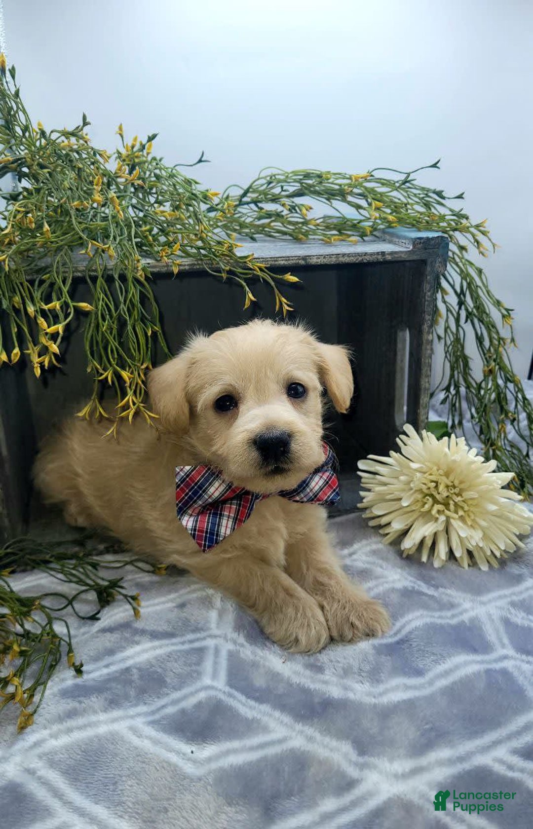 West Highland Terrier dogs for sale: Jordan - Image 3