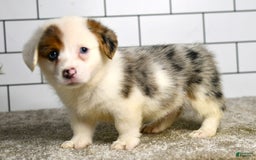 Welsh Corgi Pembroke dogs for sale: Monroe - Image 2