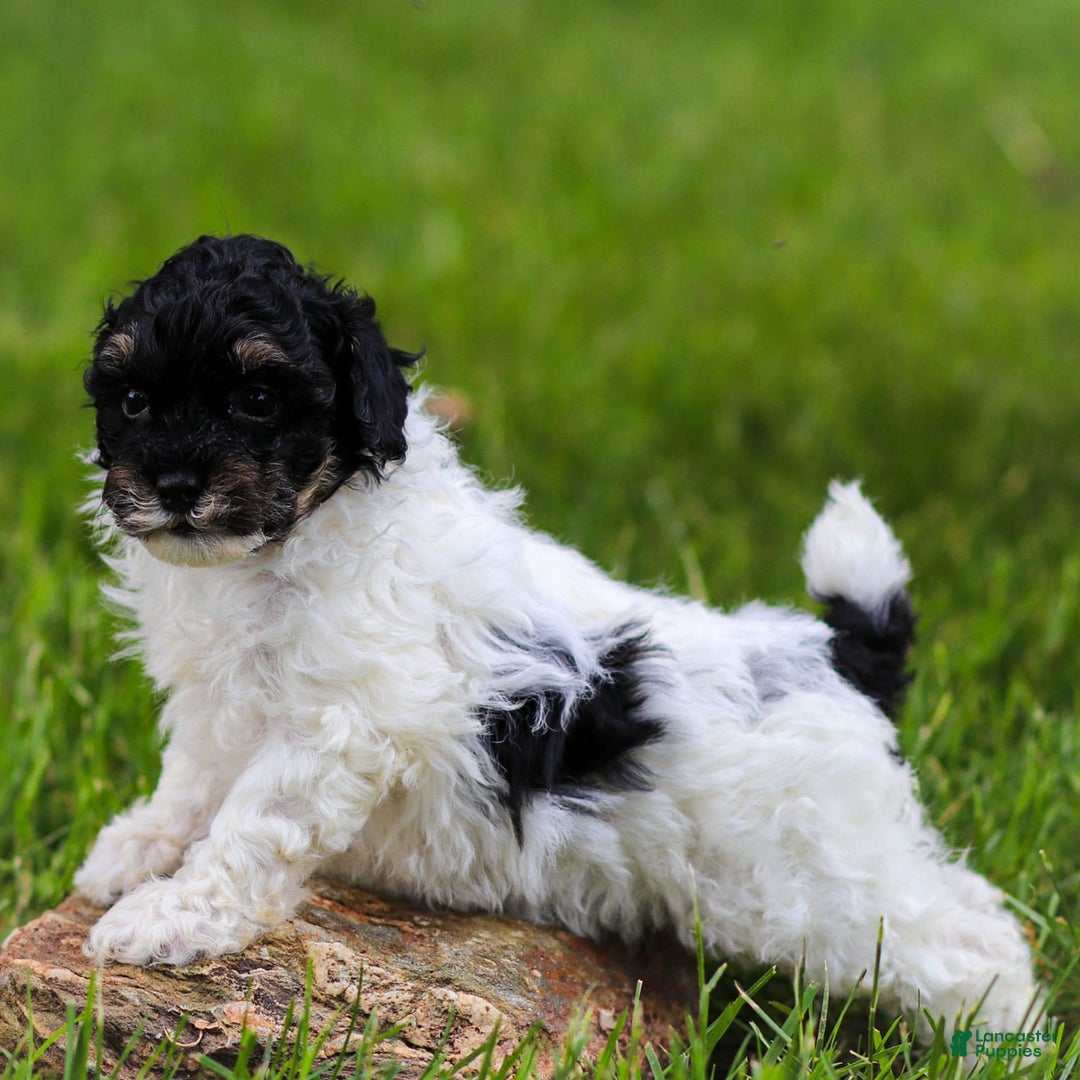 Miniature Poodle dogs for sale: Lexi - Image 5