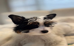 Yorkshire Terrier dogs for sale: Green - Image 3