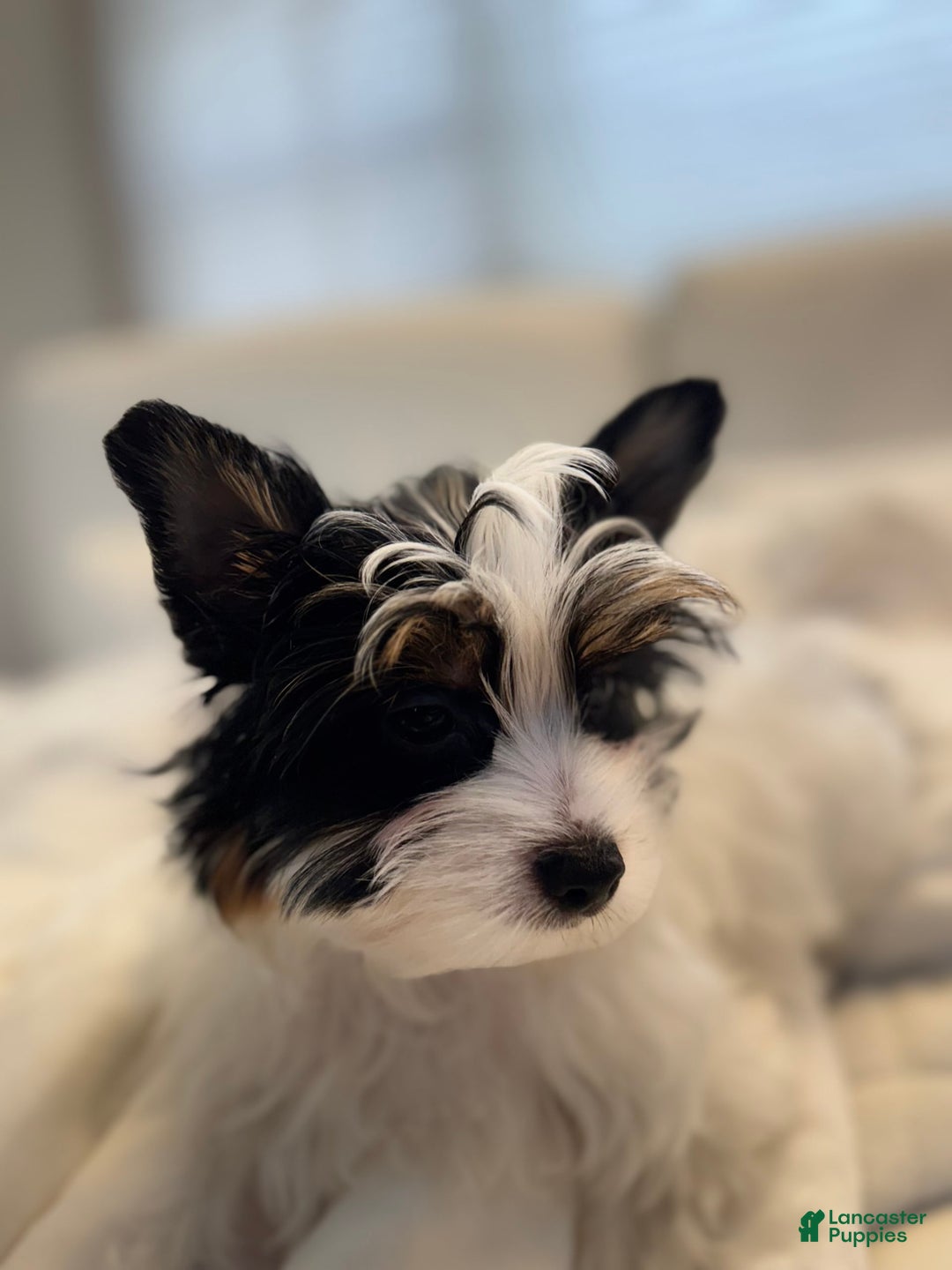 Yorkshire Terrier dogs for sale: Green - Image 3
