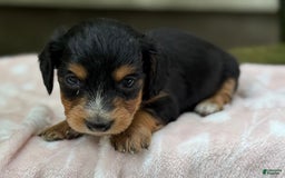 Miniature Dachshund dogs for sale: Dusty - Image 6