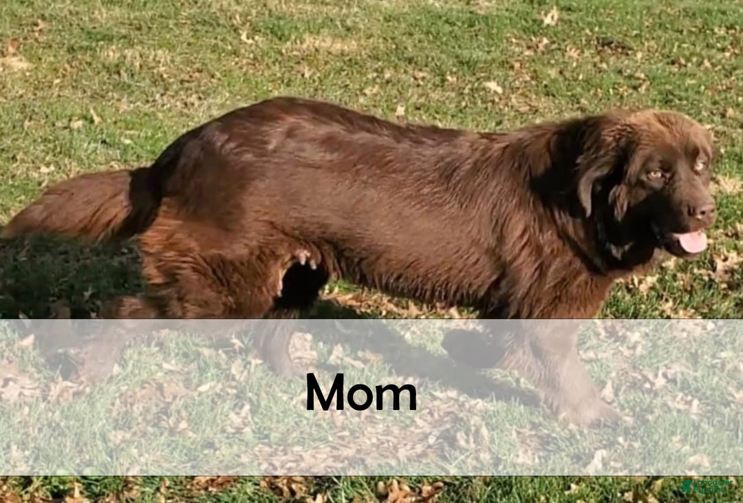 Newfoundland dogs for sale: Rosie - Image 7