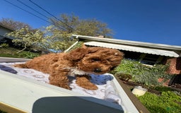 Toy Poodle dogs for sale: Maxi - Image 1