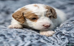 Standard Poodle dogs for sale: Rainay - Image 4