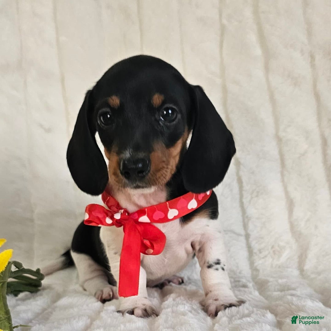 Dachshund dogs for sale: Lil Peanut - Image 43