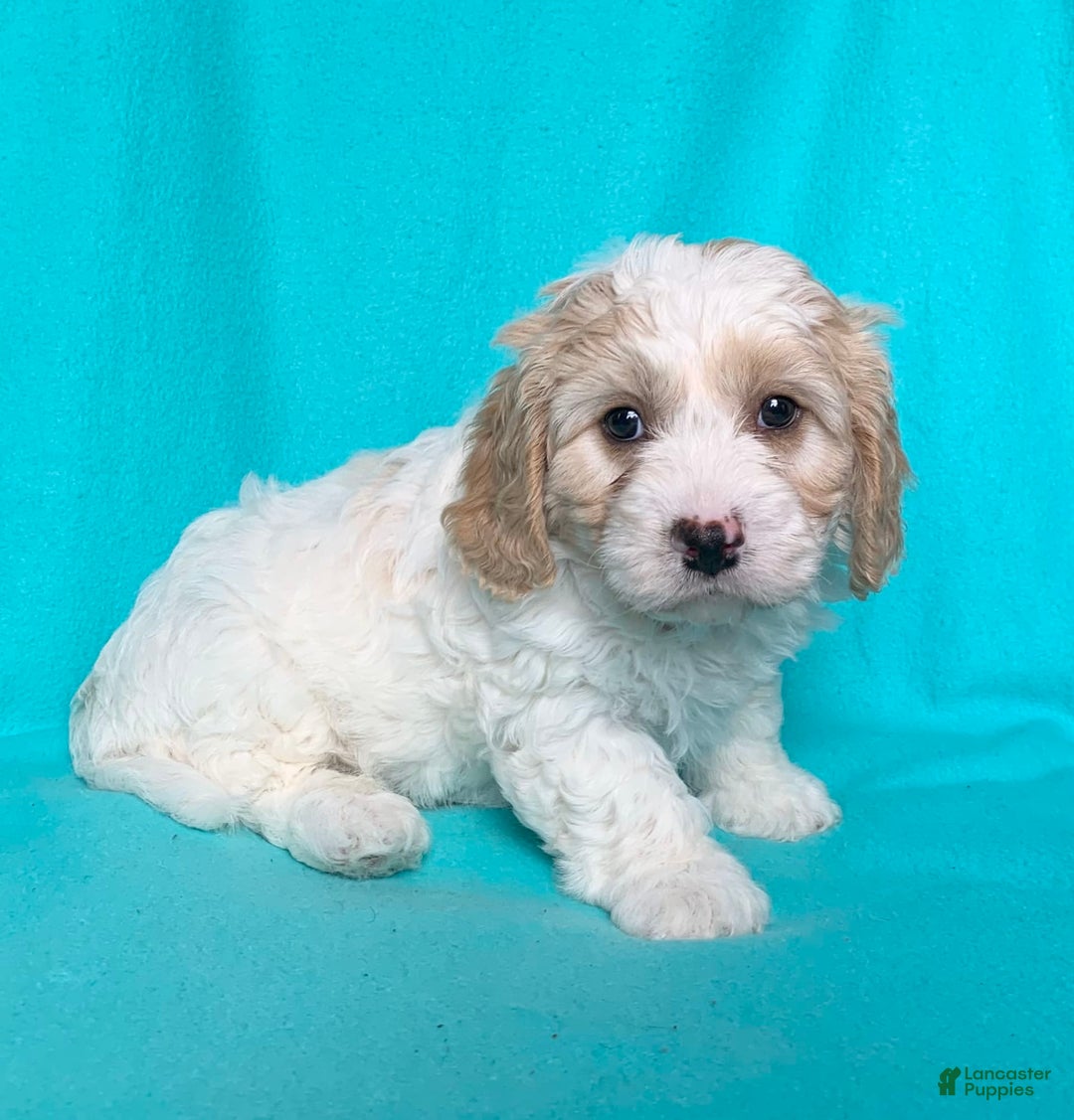 Cavachon dogs for sale: Charlie - Image 3