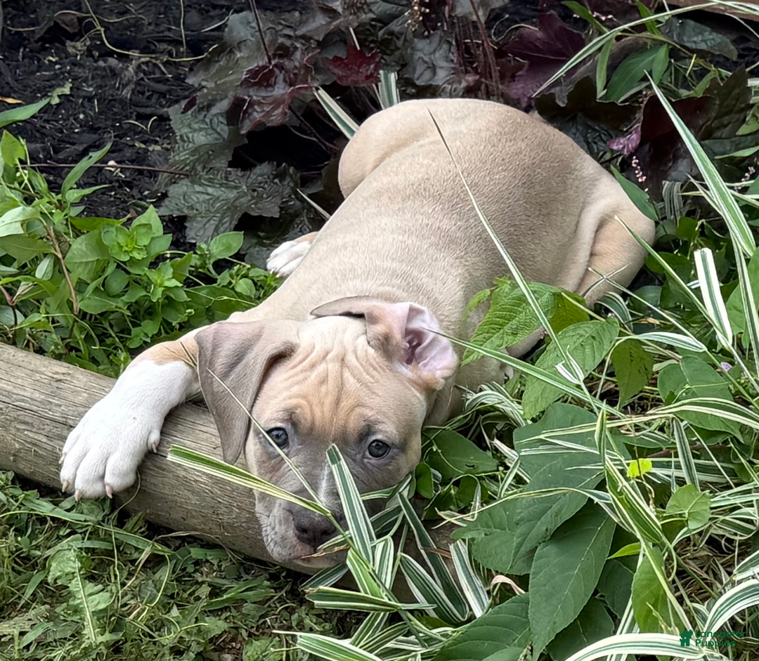 American Pit Bull Terrier dogs for sale: Russ - Image 23