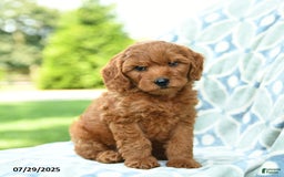Cockapoo dogs for sale: Cherry - Image 5