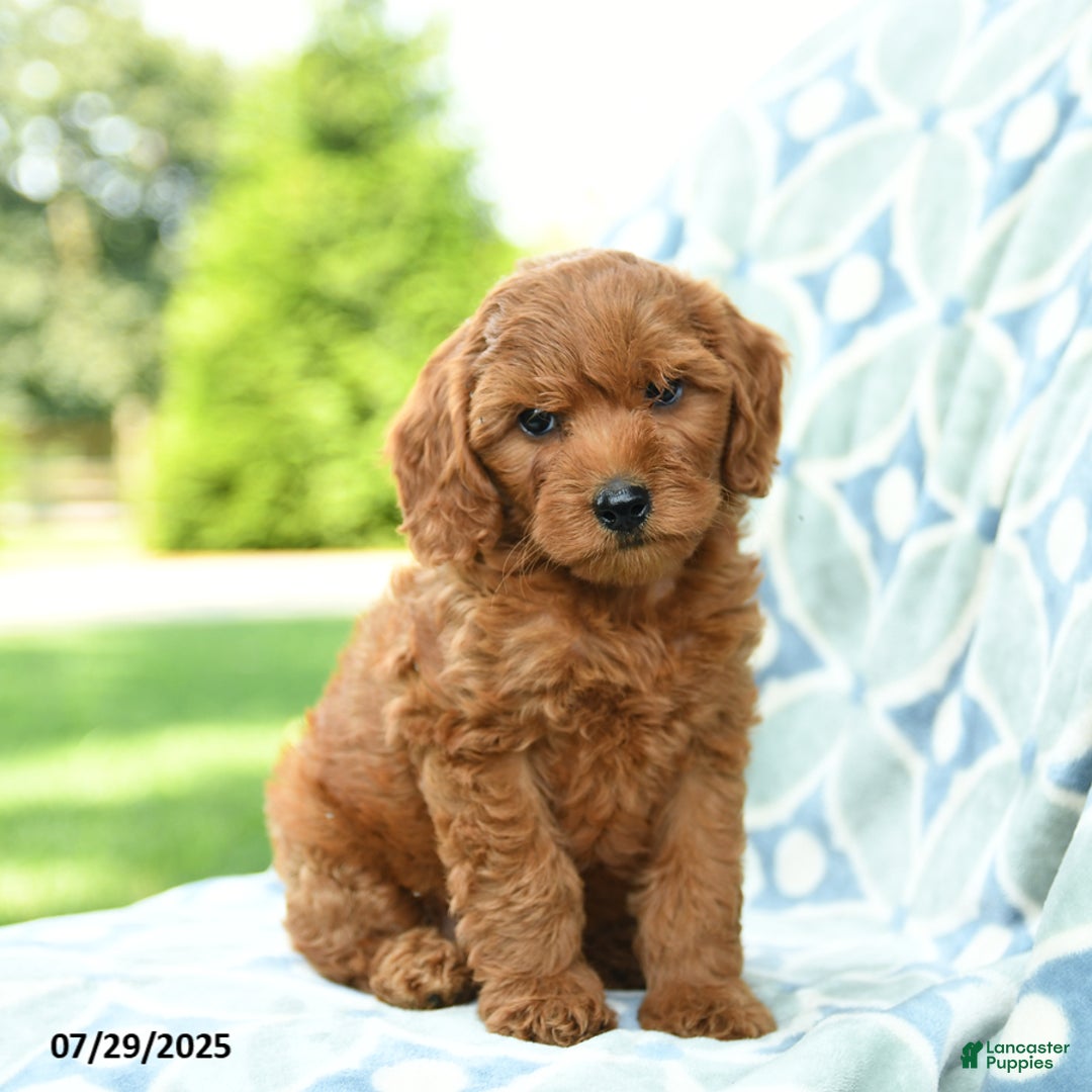 Cockapoo dogs for sale: Cherry - Image 5