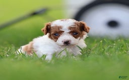 Toy Poodle dogs for sale: Rolex - Image 2