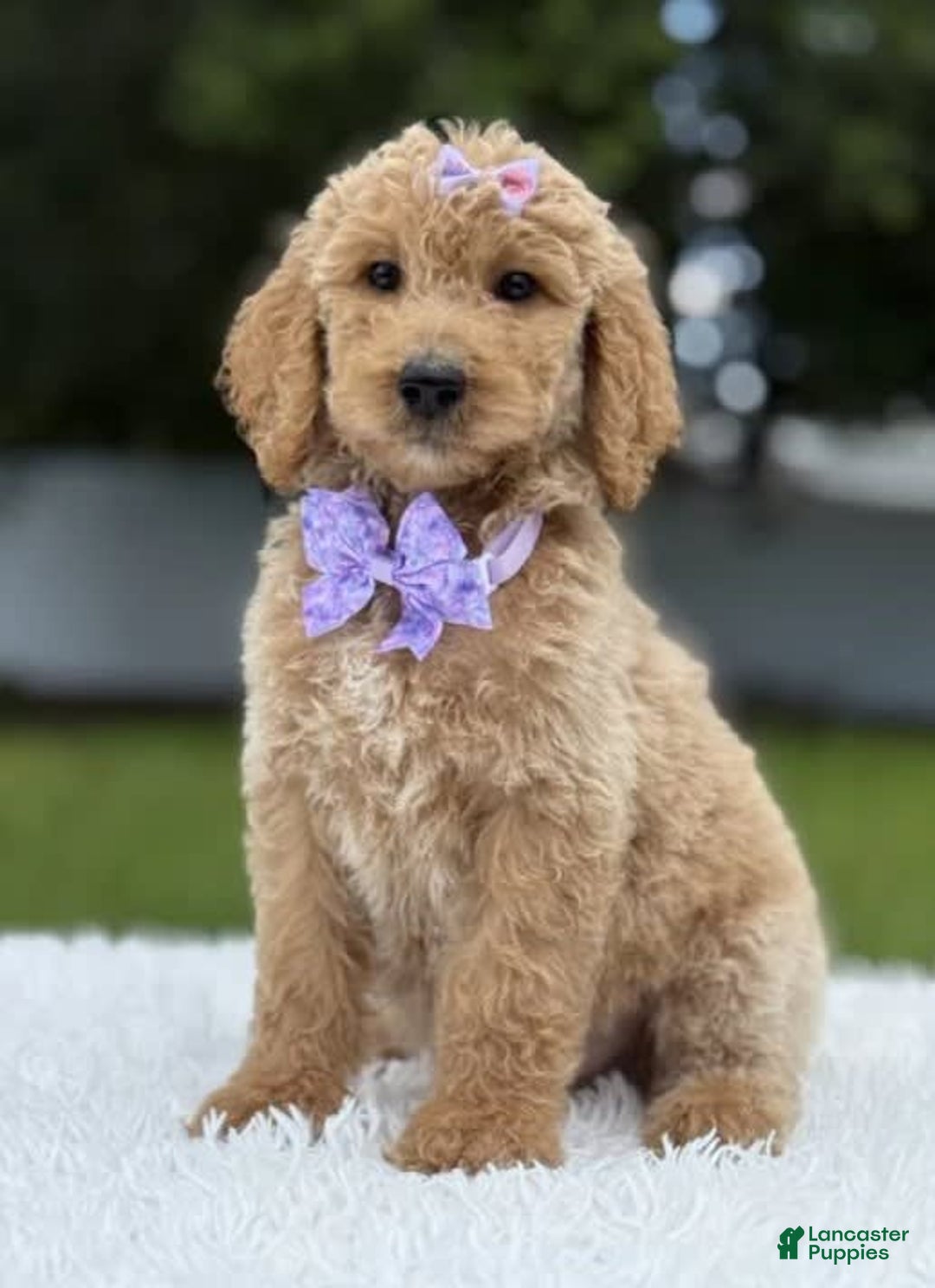 Goldendoodle dogs for sale: Ellie - Image 1