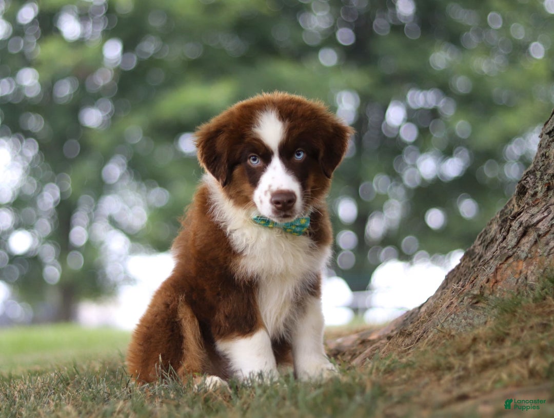 Australian Shepherd dogs for sale: Snorkel - Image 3
