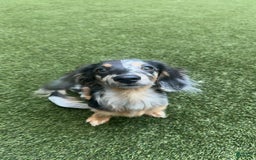 Miniature Dachshund dogs for sale: Mookie - Image 9