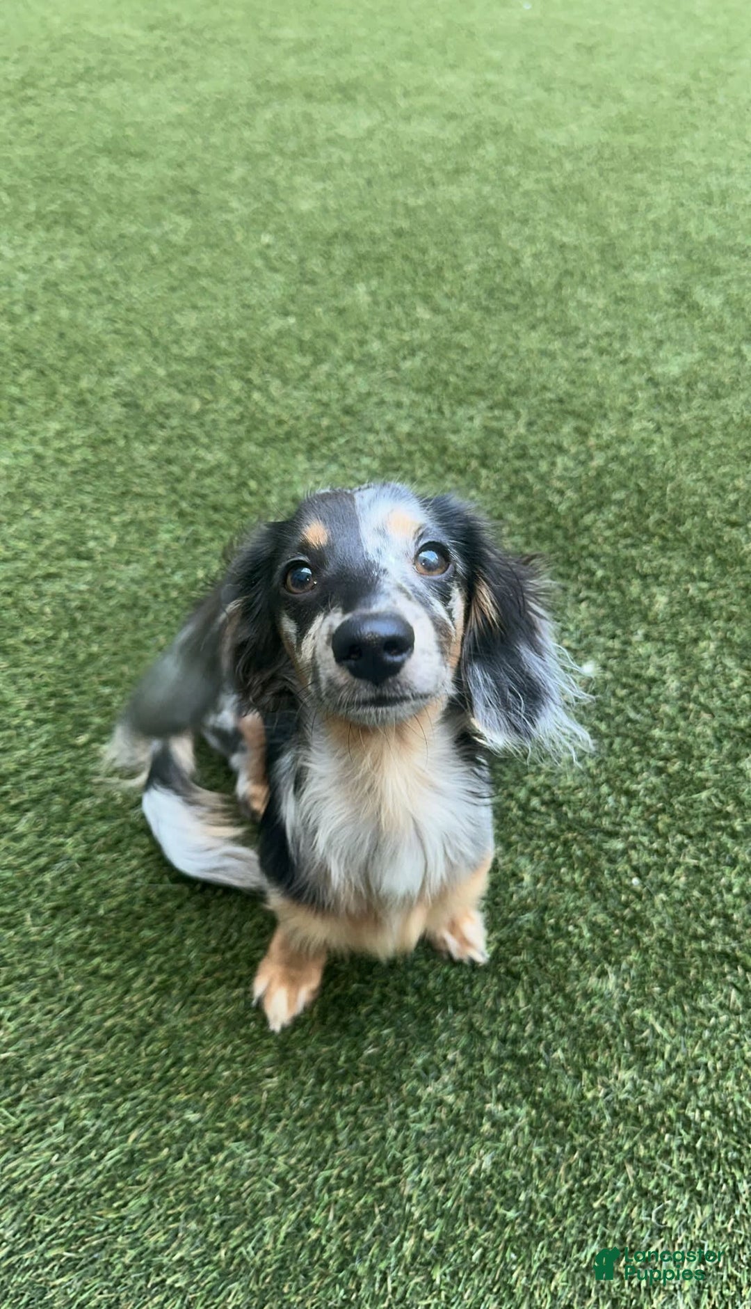 Miniature Dachshund dogs for sale: Mookie - Image 9