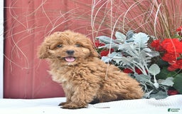 Cockapoo dogs for sale: Karter - Image 1