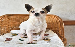 Chihuahua dogs for sale: Holly - Image 7